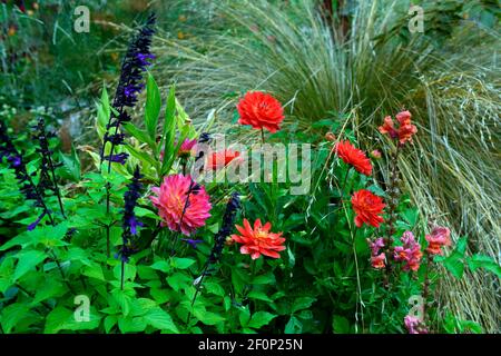 Dahlia Kilburn Glow, Dahlia taratahi riby.Salvia amistad, Wasserlilie blühte Dahlia, Wasserlilie Dahlia, rot, magenta, orange, gelbe Töne, Blume, Blumen, Fluss Stockfoto