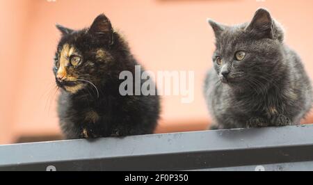 Zwei Katzen auf dem Dach beobachten die Umgebung. Stockfoto