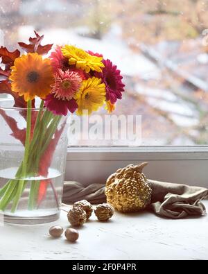 Bündel von rosa, magenta, korallen und gelben Gerbera Blumen auf einem Fensterbrett. Vergoldete metallische Goldblätter und Kürbisse auf weißer Fensterbank. Stockfoto