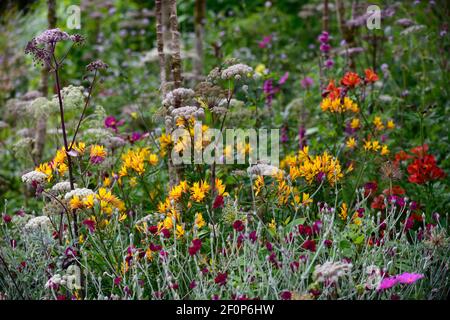 lychnis coronaria gärtner Welt,Angelica sylvestris purpurea Vicar's Mead,Alstroemeria violacea Gelb Freundschaft, Wilde Engelwurz, lila Stängel, weiß Stockfoto