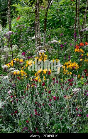 lychnis coronaria gärtner Welt,Angelica sylvestris purpurea Vicar's Mead,Alstroemeria violacea Gelb Freundschaft, Wilde Engelwurz, lila Stängel, weiß Stockfoto