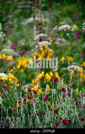 lychnis coronaria gärtner Welt,Angelica sylvestris purpurea Vicar's Mead,Alstroemeria violacea Gelb Freundschaft, Wilde Engelwurz, lila Stängel, weiß Stockfoto