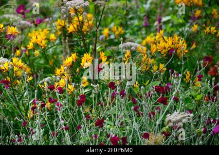 lychnis coronaria gärtner Welt,Angelica sylvestris purpurea Vicar's Mead,Alstroemeria violacea Gelb Freundschaft, Wilde Engelwurz, lila Stängel, weiß Stockfoto