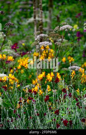 lychnis coronaria gärtner Welt,Angelica sylvestris purpurea Vicar's Mead,Alstroemeria violacea Gelb Freundschaft, Wilde Engelwurz, lila Stängel, weiß Stockfoto