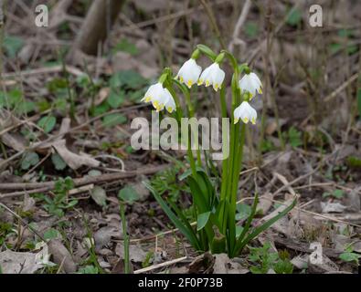 Leucojum vernum, genannt Frühling Schneeflocke, ist eine ausdauernde bulbous blühende Pflanzenart in der Familie Amaryllidaceae , ein fesselnd Foto Stockfoto