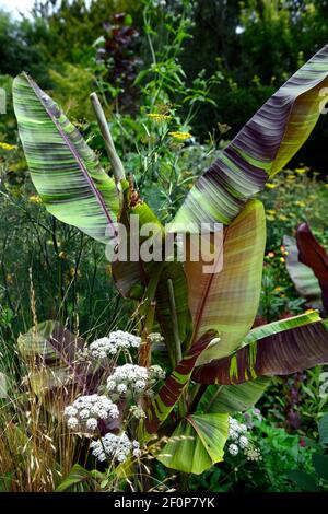 Musa sikkimensis Bengal Tiger, Chionochloa rubra, Bengal Tiger Sikkim Banana, tropisches Pflanzschema, gestreift Blätter, gestreiftes Laub, Tarnblätter, c Stockfoto