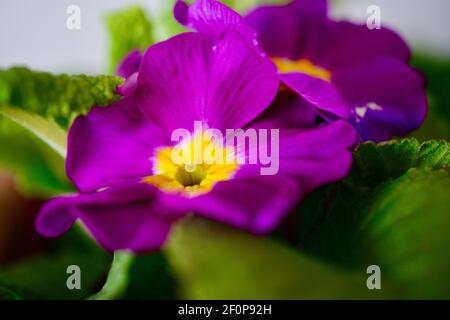 Extreme Nahaufnahme einer purpurnen Primrose. Eine beliebte Blume im Vereinigten Königreich im frühen Frühjahr gefunden, Ostern Stockfoto