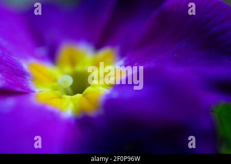 Extreme Nahaufnahme einer purpurnen Primrose. Eine beliebte Blume im Vereinigten Königreich im frühen Frühjahr gefunden, Ostern Stockfoto