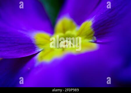 Extreme Nahaufnahme einer purpurnen Primrose. Eine beliebte Blume im Vereinigten Königreich im frühen Frühjahr gefunden, Ostern Stockfoto