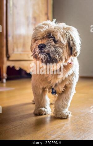 Schöne Milchschokolade Havaneser Hund Stockfoto