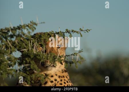 Cheetah oder acinonyx jubatus im Erindi Nationalpark Namibia Afrika Wilde Tiere auf Jeep-Safari auf Familienurlaub Abenteuer gesichtet In Namibia Afrika Stockfoto