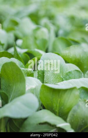 pak Choy, pak Choi oder bok Choy gepflanzt. Asiatischer chinakohl. In einem umschrammten Garten. Nahaufnahme des Vollbildhintergrunds. Stockfoto