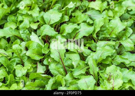 Frische Babyrüben Blätter im Freien. Hintergrund Vollformat frische Lebensmittel Gartenarbeit hausgemachten Produkten. Stockfoto