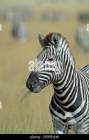 Gestreifte Zebra Nahaufnahme Porträt Kopf Aufnahme von Burchells Zebra Oder equus burchelli Gras essen im Etosha Nationalpark in Namibia Afrika auf Jeep Safari Stockfoto