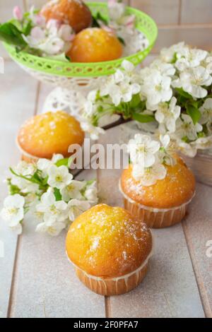 Frühlingsbild oder Osterbild von Zitronenmuffins auf hellem Tisch Mit frischen Kirschblüten Stockfoto