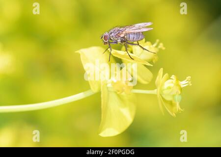 Delia Radicum - Die Kohlwurzel Fliege, Die Auf Marsch Ruht Spurge - Euphorbia Palustris Stockfoto