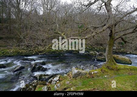 Der Ogwen-Fluss hat seine Hauptquelle im Ogwen-See in Snowdonia, wird aber hier gesehen, wie er durch ein bewaldetes Tal in seinen unteren Ausläufen geht. Stockfoto