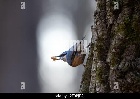 Eurasischer Nuthatch, Holznuthatch, Sitta europaea, an einem Ast festhaltend Stockfoto