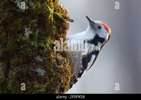 Syrischer Specht männlich Dendrocopos syriacus Porträt Stockfoto