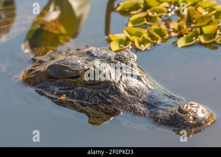 Nahaufnahme des Kaiman-Kopfes im Rio Claro auf der Transpantaneira im nördlichen Pantanal in Mato Grosso, Brasilien Stockfoto