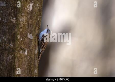 Eurasischer oder gewöhnlicher Baumkäfer (Certhia familiaris) Barching auf einem Baumstamm mit verschwommenem Hintergrund Stockfoto