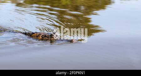 Caiman, fast vollständig unter Wasser, im nördlichen Pantanal in Mato Grosso, Brasilien Stockfoto