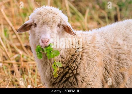 Olfen, NRW, Deutschland. März 2021, 07th. Ein fröhlich aussehendes Schaf knabscht auf Blättern in der Nachmittagssonne. Die Bauernherde hat verschiedene Rassen, darunter das Deutsche Schwarzkopfschaf, Merinolandschaf (Württemberger) und eine Alpine Tyrolian Rasse. Kredit: Imageplotter/Alamy Live Nachrichten Stockfoto