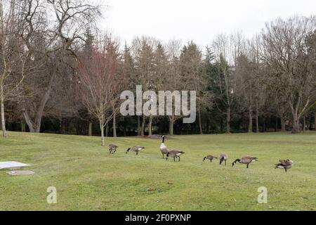 Wilde Vögel im Minoru Park. Richmond, BC, Kanada. Stockfoto