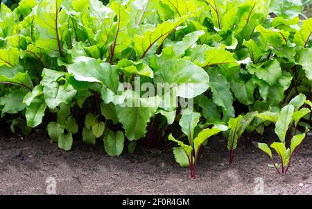 Rübenblatt. Grüne junge Blätter der Rote Bete wachsen in einem Gemüsegarten, Nahaufnahme. Wachstum Rote Beete (Beta vulgaris). Stockfoto