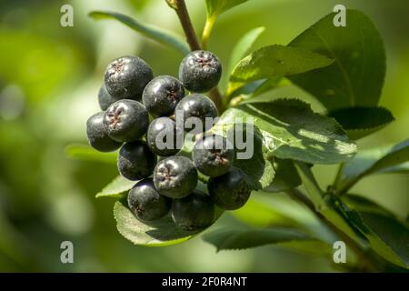Schwarze und reife Apfelbeerfrüchte hängen an einem Busch mit grünen Blättern. Im Hintergrund Grün von anderen Gartenpflanzen. Stockfoto