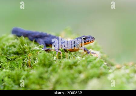 Alpenmolch (Ichthyosaura alpestris), Niedersachsen, Deutschland Stockfoto