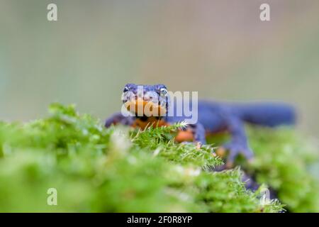 Alpenmolch (Ichthyosaura alpestris), Niedersachsen, Deutschland Stockfoto