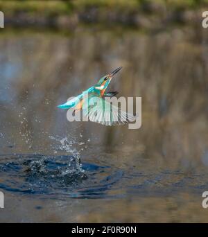 Eisvogel (Alcedo atthis), tritt nach der Jagd aus dem Wasser auf, Niedersachsen, Deutschland Stockfoto