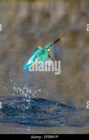 Eisvogel (Alcedo atthis), tritt nach der Jagd aus dem Wasser auf, Niedersachsen, Deutschland Stockfoto