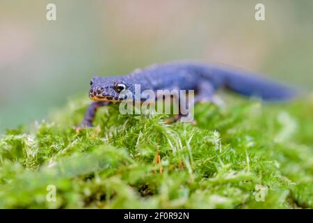 Alpenmolch (Ichthyosaura alpestris), Niedersachsen, Deutschland Stockfoto