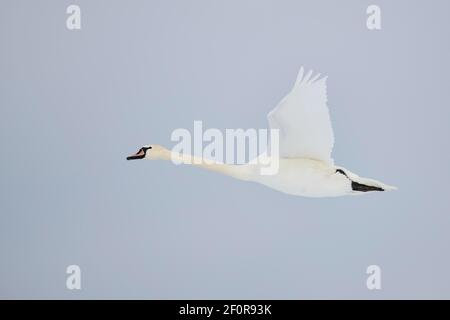 Stumme Schwan (Cygnus olor), Fliegen, Bayern, Deutschland Stockfoto