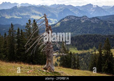 Toter Baum bei Besler, hinter Bergen der Allgäuer Alpen, bei Obermaiselstein, Oberallgäu, Allgäu, Bayern, Deutschland Stockfoto