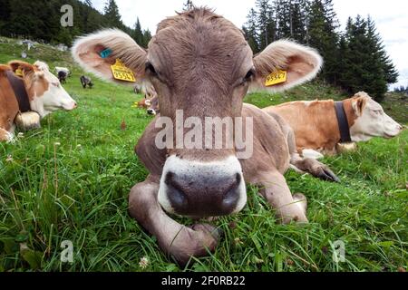 Kühe auf der Alm, Portrait, bei Obermaiselstein, Oberallgäu, Allgäu, Bayern, Deutschland Stockfoto