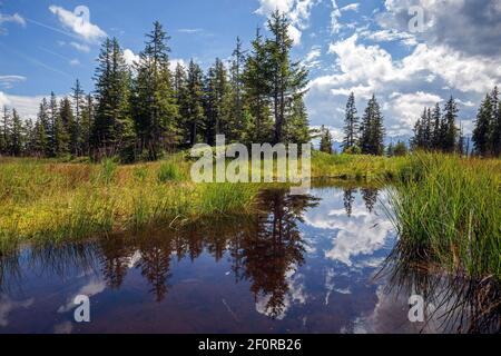 Hochmoor, Moorgebiet mit Moorsee bei Wannenkopf, Grasgehren, bei Obermaiselstein, Oberallgäu, Allgäuer Alpen, Allgäu, Bayern, Deutschland Stockfoto