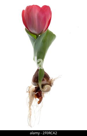 Tulip (Tulipa van Eijk) auf weißem Hintergrund, Deutschland Stockfoto