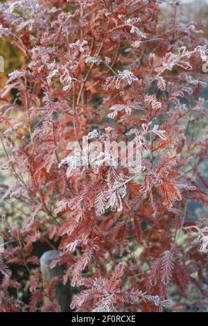 Taxodium Distichum. Kahle Zypresse Baum im Herbst. Stockfoto