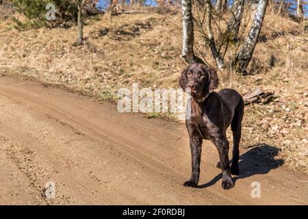 Braun flach beschichtete Retriever Welpen im Schlamm auf einer Feldstraße. Dreckiger Hund. Jagdhund Welpe Stockfoto