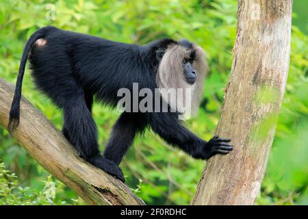 Löwenschwanz-Makaken (Macaca silenus), Wanderu, Erwachsener, bis Baum, wachsam, Gefangene, gefährdete Arten, Indien Stockfoto