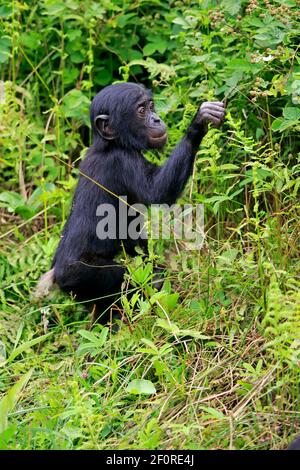 Bonobo, Zwergschimpanse (Paniskus), Jungtiere, Futtersuche, bedrohte Arten, Unverlierbar Stockfoto