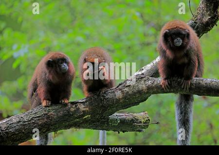 Roter Frühlingsaffe (Callicebus moloch), erwachsen Stockfoto