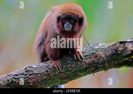 Roter Frühlingsaffe (Callicebus moloch), erwachsen Stockfoto