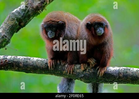 Roter Frühlingsaffe (Callicebus moloch), erwachsen Stockfoto