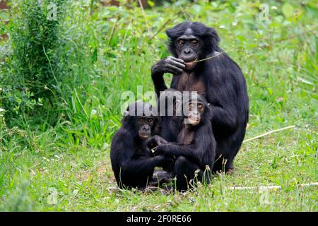 Bonobo, Zwergschimpanse (Pan paniscus), Erwachsene, weiblich, Mutter, jung, Soziales Verhalten, Fütterung, Gruppe, wachsam, gefährdete Arten, Unverlierbar Stockfoto