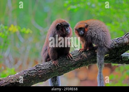 Roter Frühlingsaffe (Callicebus moloch), erwachsen Stockfoto