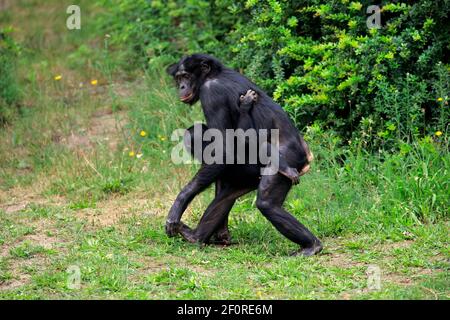 Bonobo, Zwergschimpanse (Pan paniscus), Erwachsene, weiblich, Mutter, jung, Sozialverhalten, trägt junge, gefährdete Arten, gefangen Stockfoto